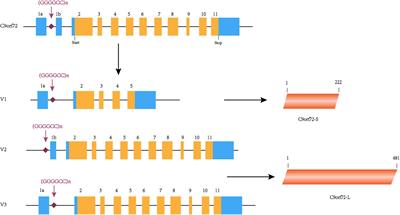 The Development of C9orf72-Related Amyotrophic Lateral Sclerosis and Frontotemporal Dementia Disorders